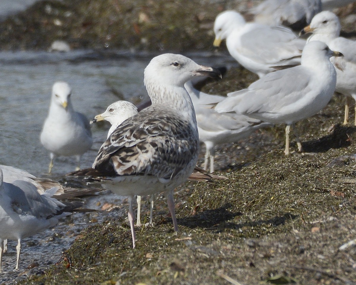 Great Black-backed Gull - ML619726096