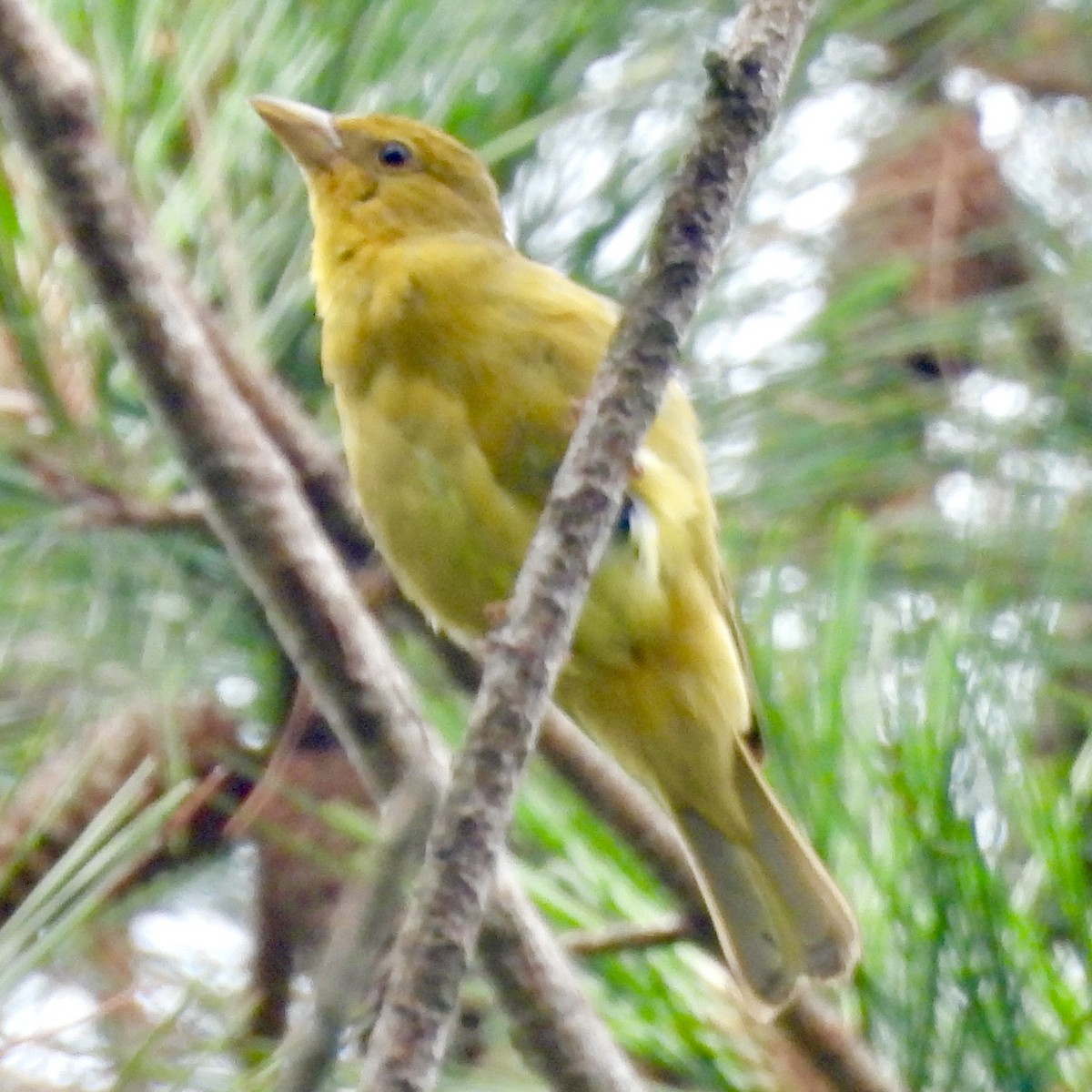 Summer Tanager - ML619726101