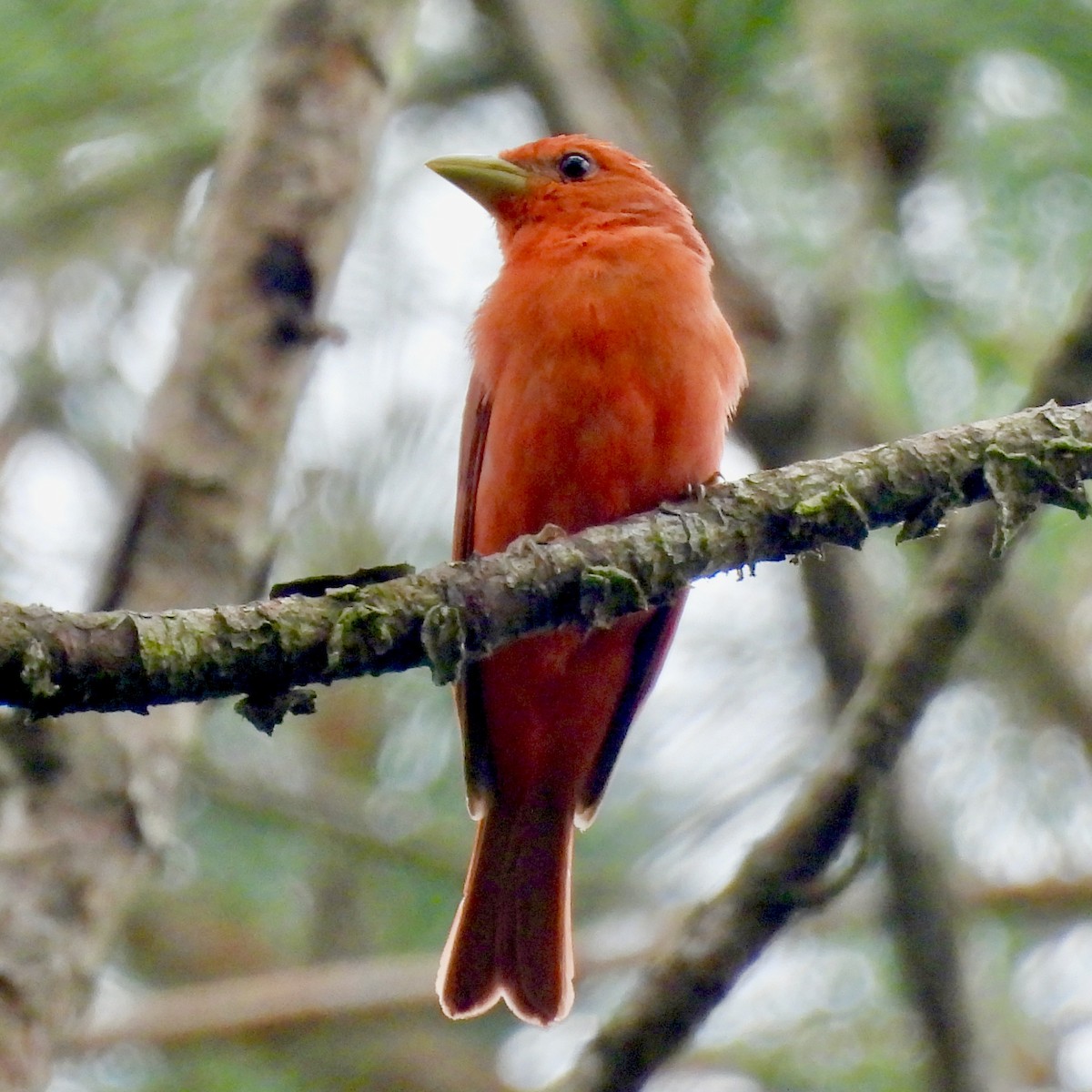 Summer Tanager - ML619726102