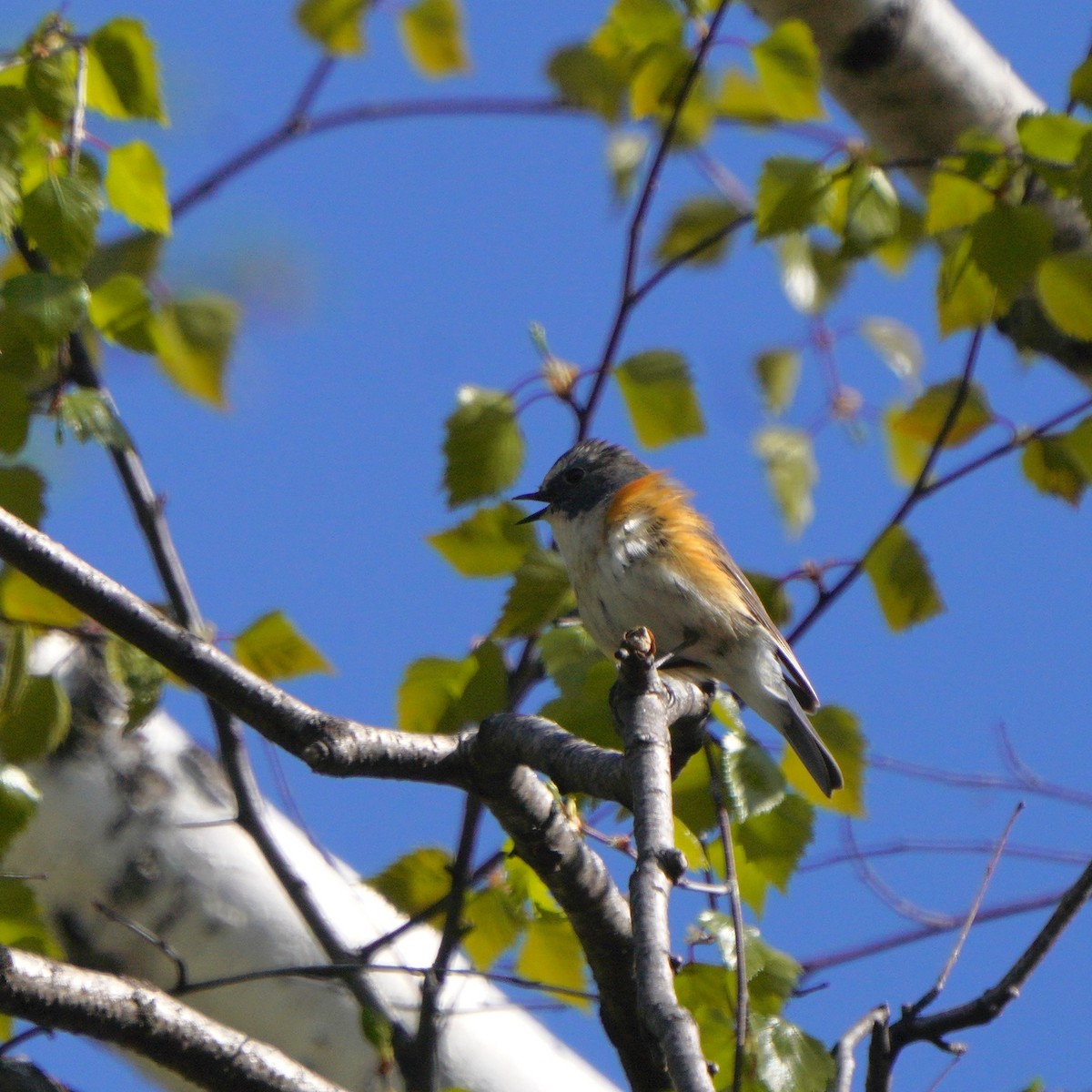 Red-flanked Bluetail - ML619726119