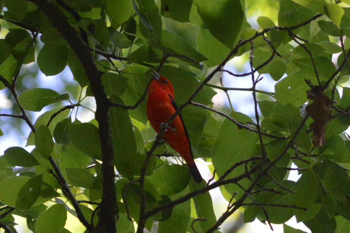 Scarlet Tanager - ML619726135