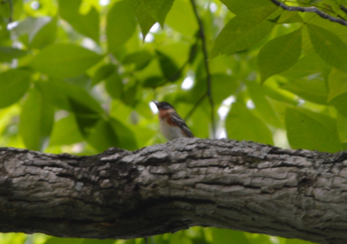 Bay-breasted Warbler - ML619726169