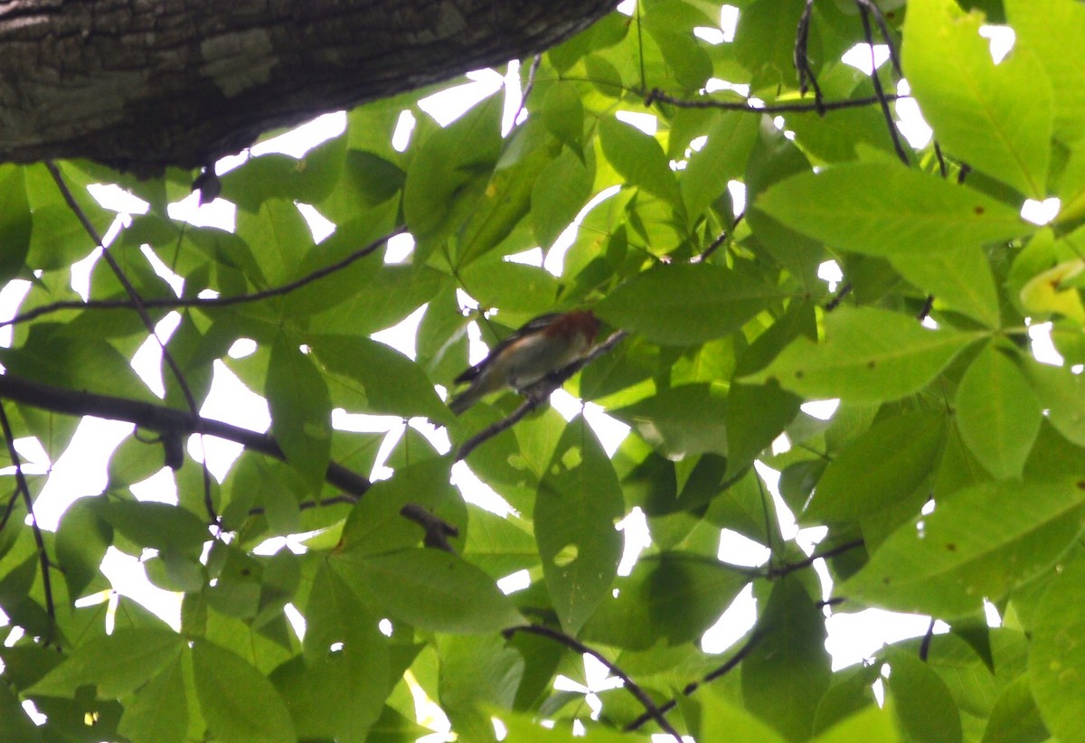 Bay-breasted Warbler - ML619726186