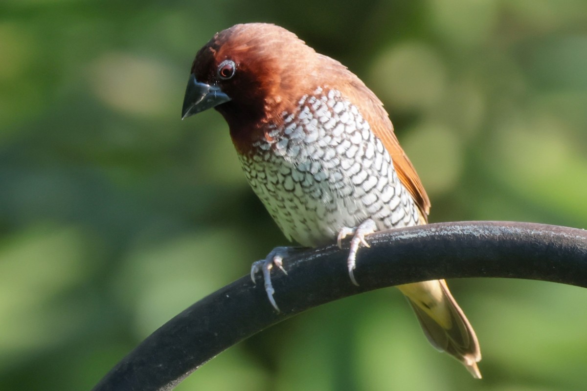 Scaly-breasted Munia - ML619726218