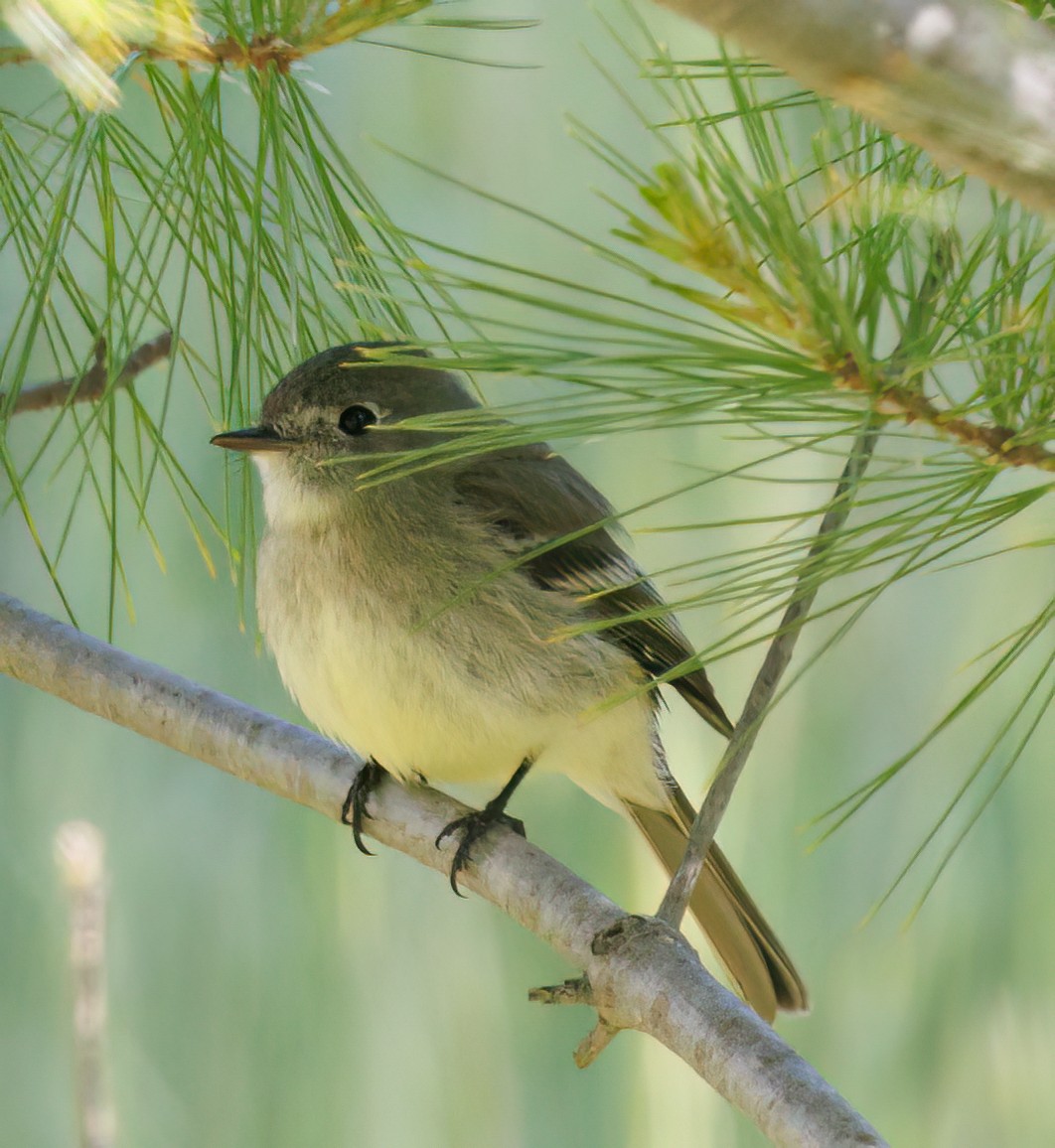 Hammond's/Dusky Flycatcher - ML619726227