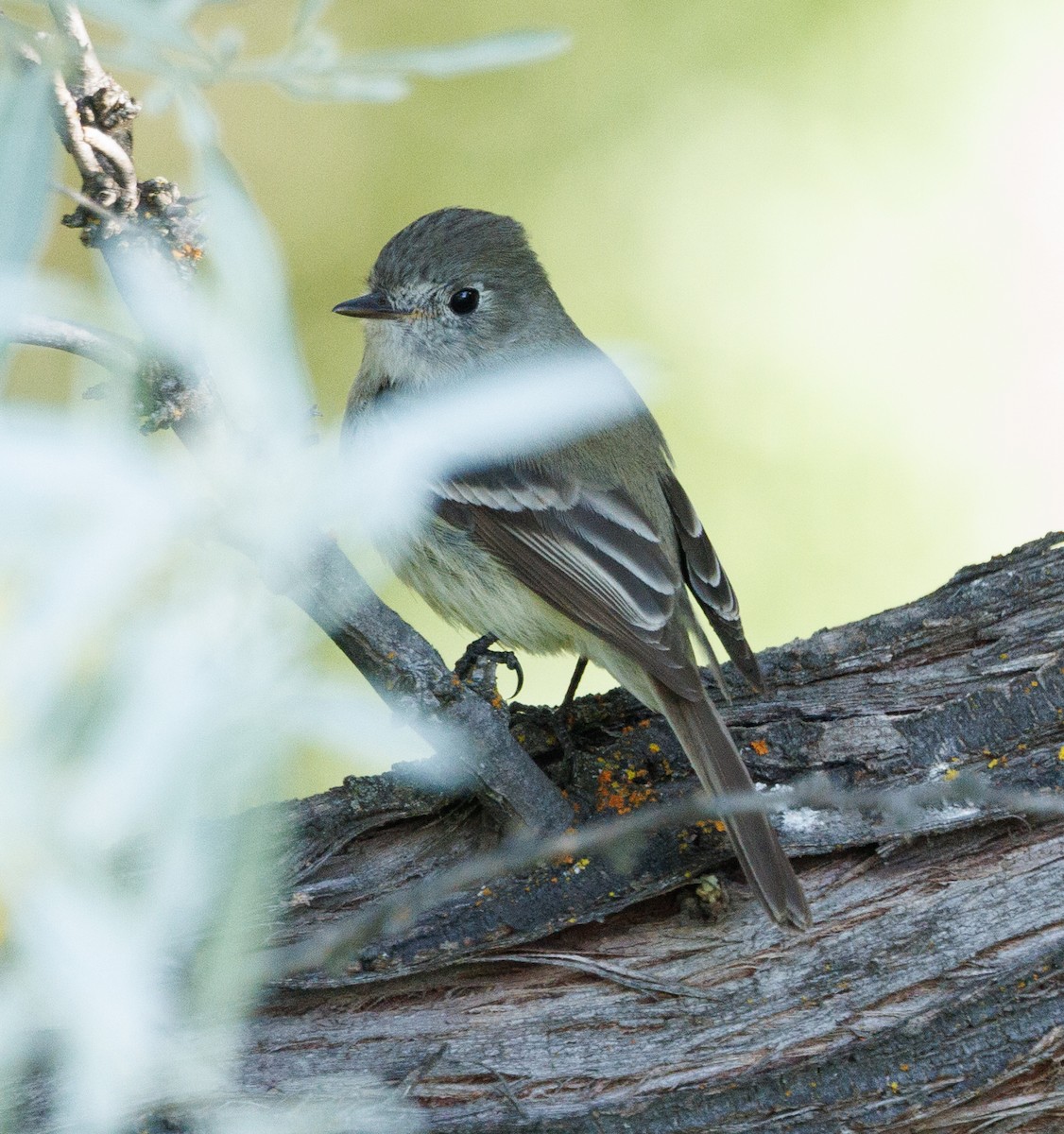 Hammond's/Dusky Flycatcher - Phil Bartley