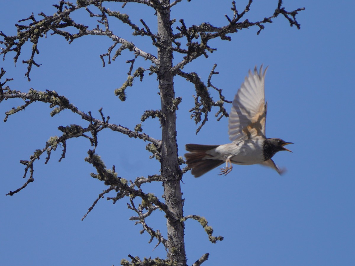 Black-throated Thrush - ML619726239