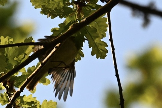 Mosquitero Verdoso - ML619726244