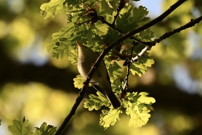 Greenish Warbler - ML619726245