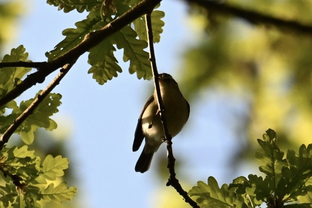 Greenish Warbler - ML619726247