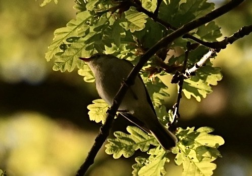 Greenish Warbler - ML619726248