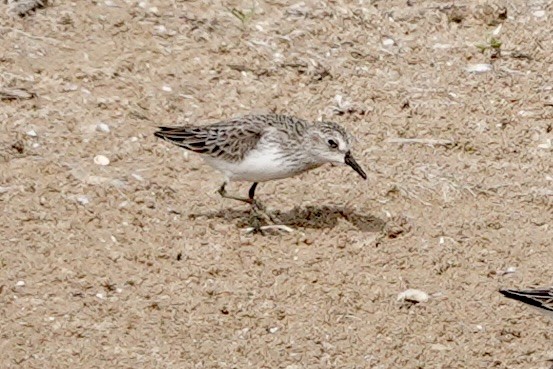 Least Sandpiper - ML619726275