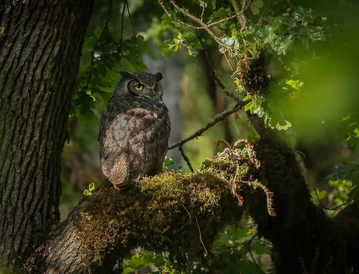 Great Horned Owl - ML619726276