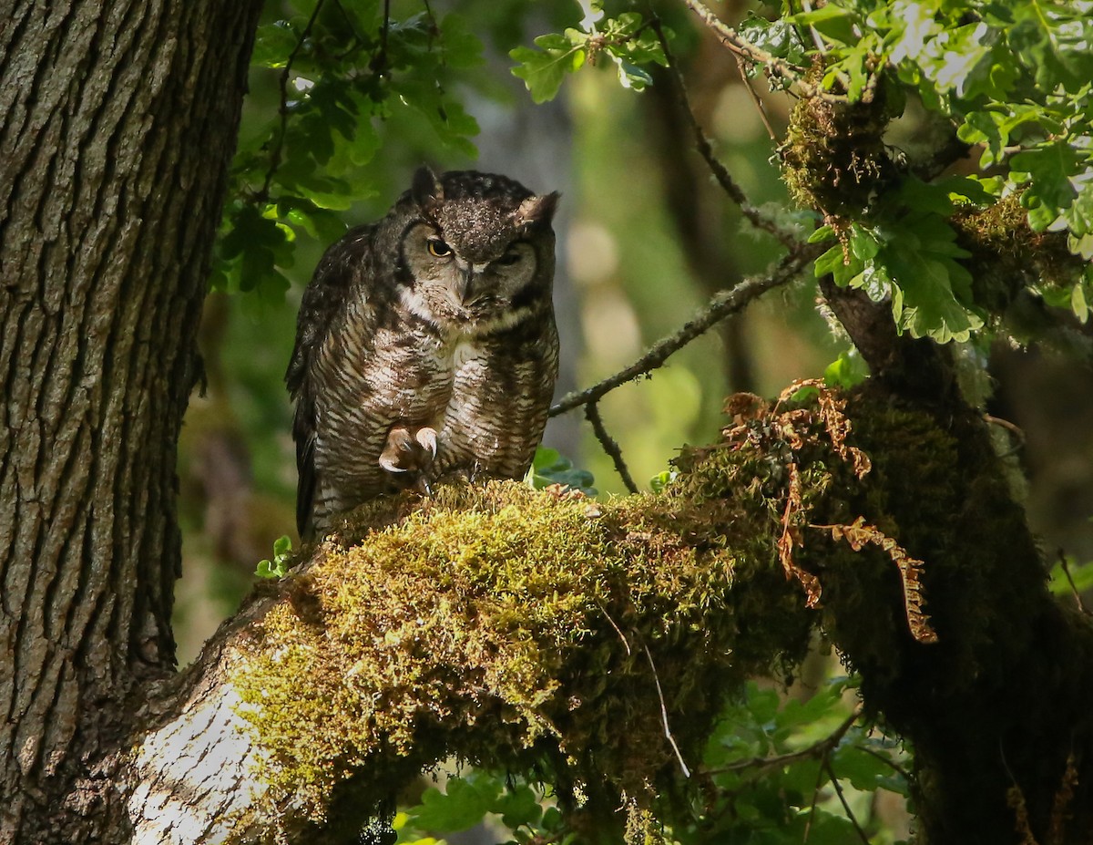 Great Horned Owl - ML619726277