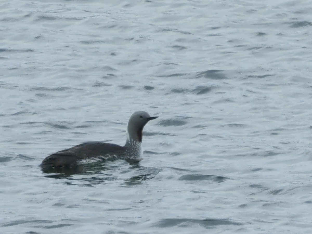 Red-throated Loon - ML619726282