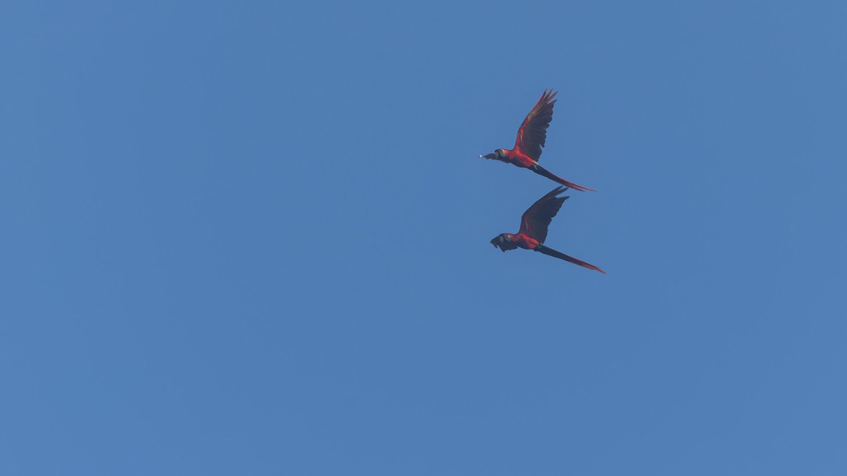 Scarlet Macaw - ML619726303