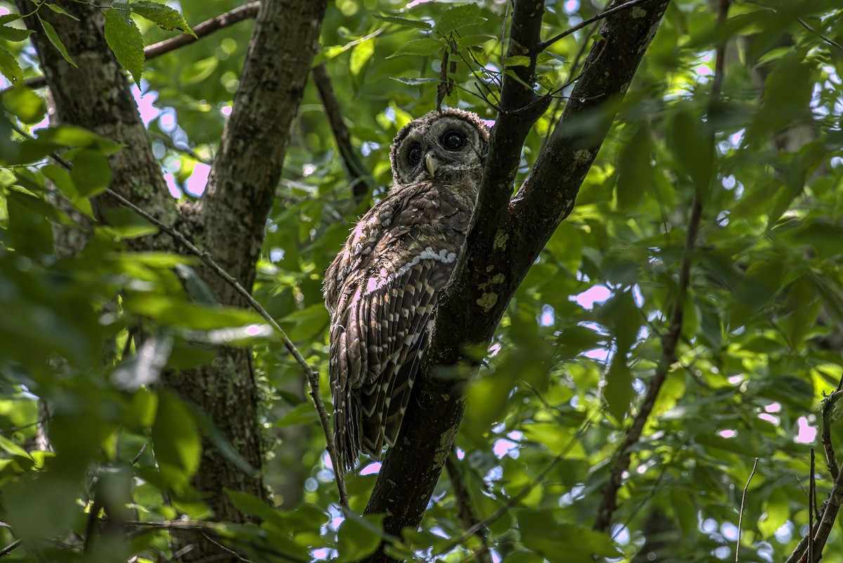 Barred Owl - ML619726306