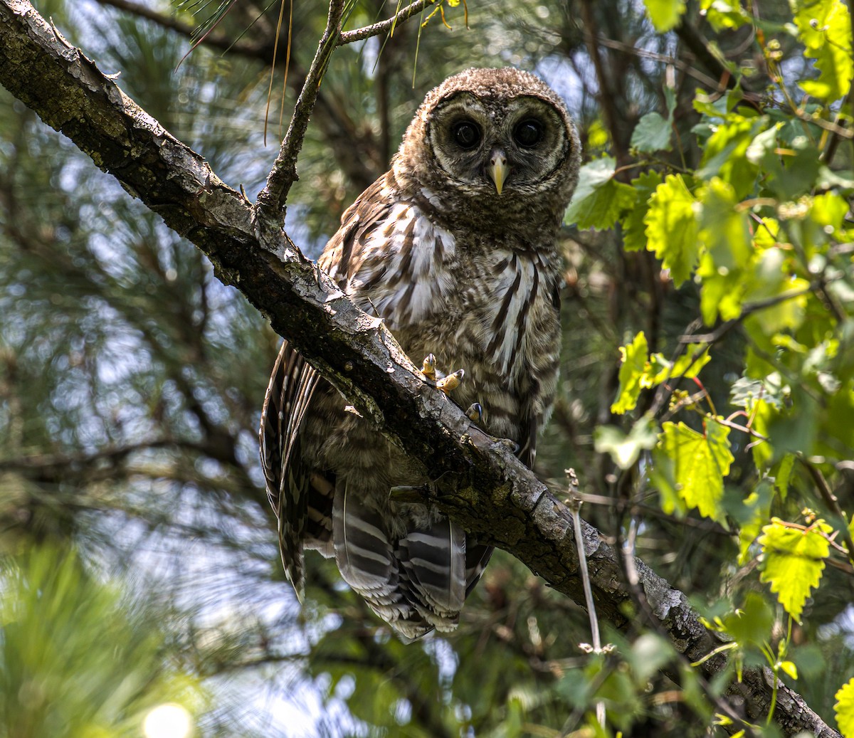 Barred Owl - ML619726308
