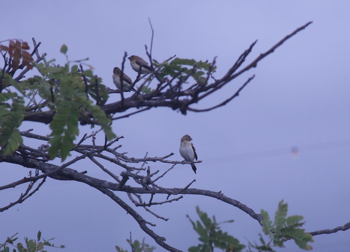 African Silverbill - ML619726315