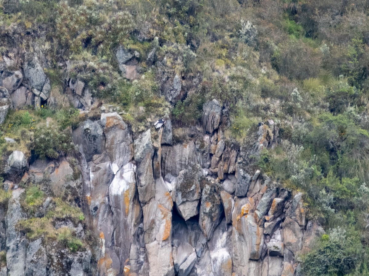 Condor des Andes - ML619726335