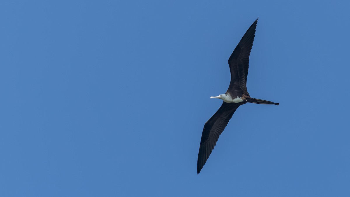 Magnificent Frigatebird - John Andersen