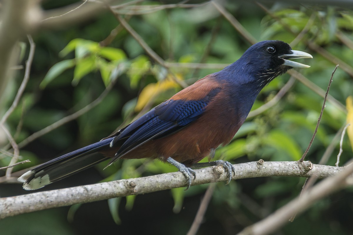 Lidth's Jay - Wich’yanan Limparungpatthanakij