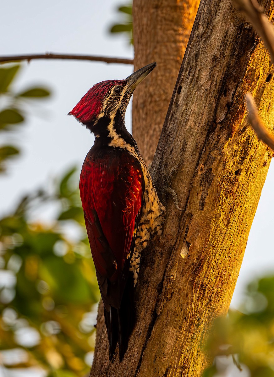 Red-backed Flameback - ML619726376