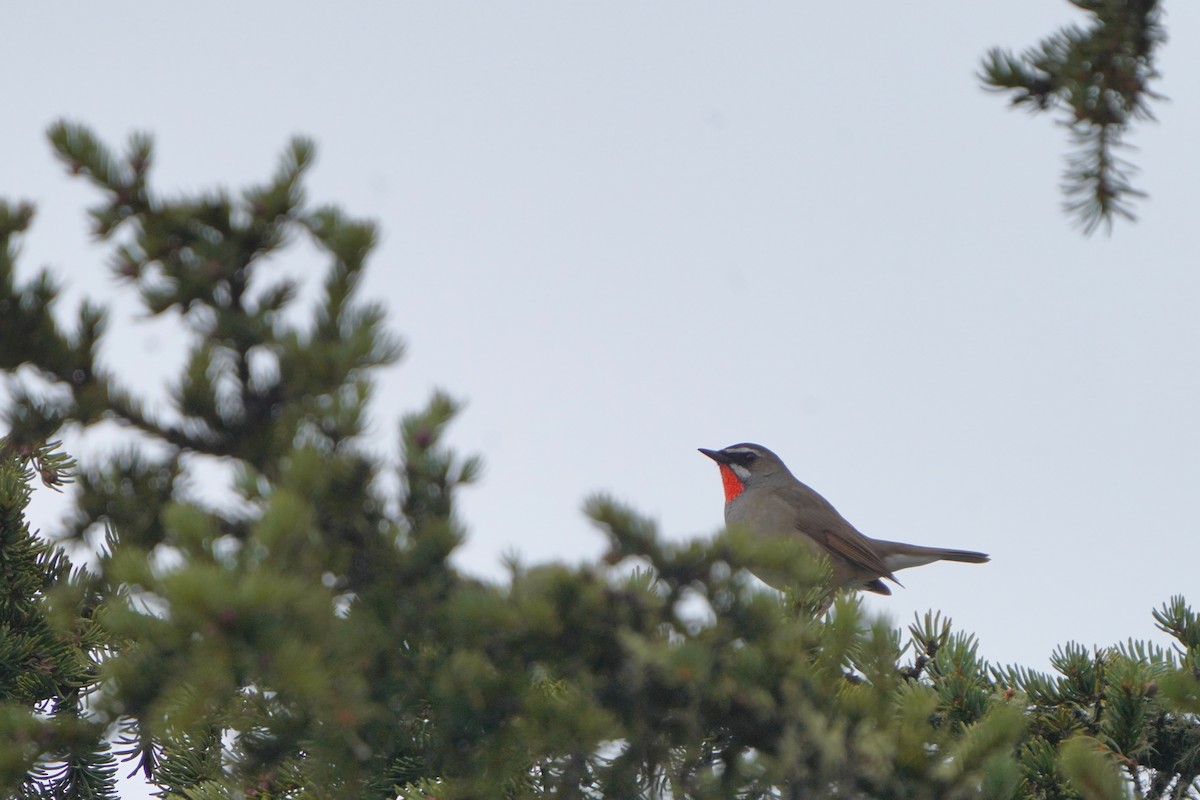 Siberian Rubythroat - ML619726388