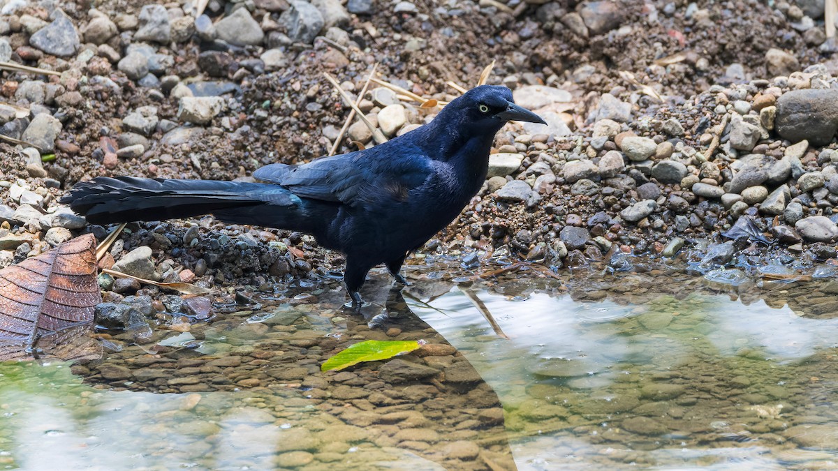 Great-tailed Grackle - ML619726413