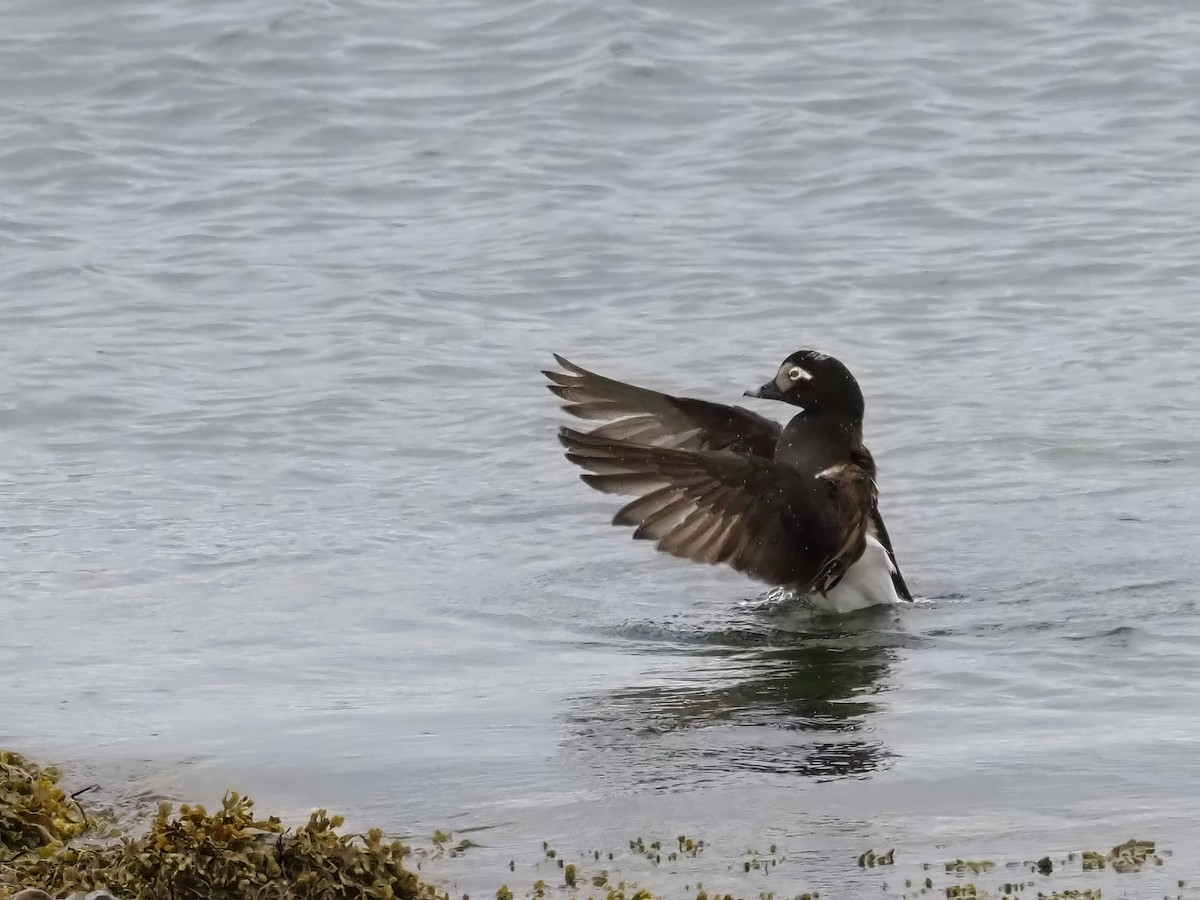 Long-tailed Duck - ML619726439