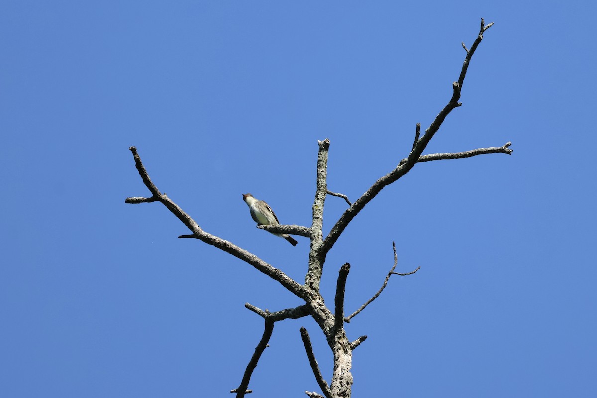 Olive-sided Flycatcher - ML619726451