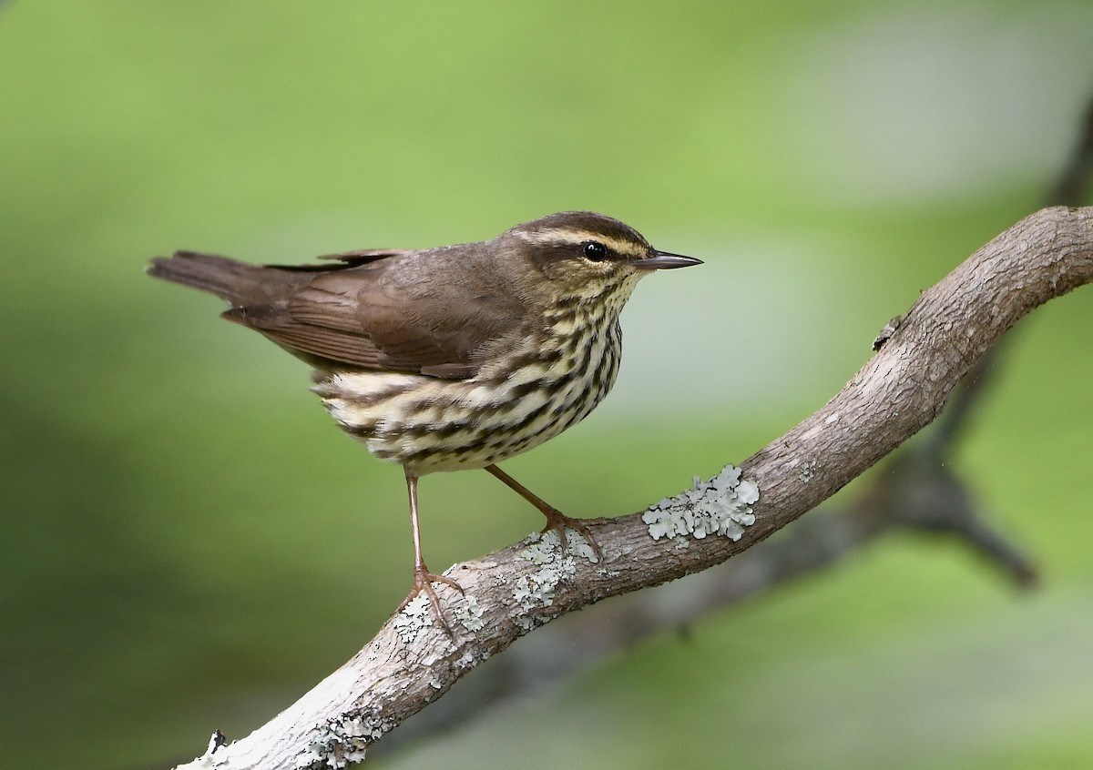 Northern Waterthrush - ML619726457