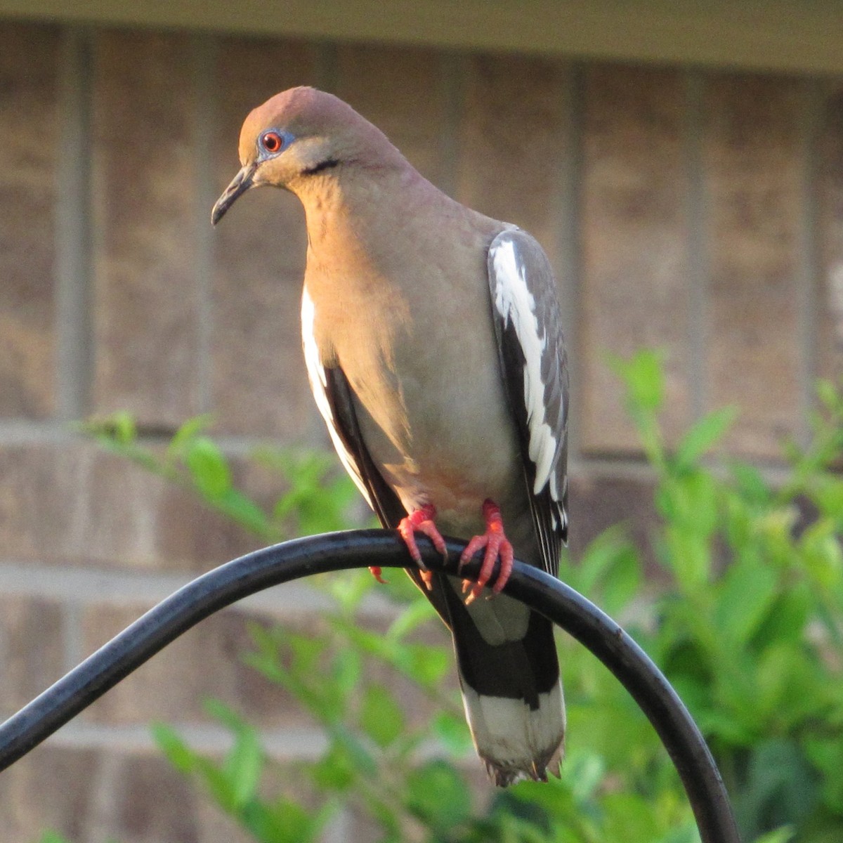 White-winged Dove - ML619726464