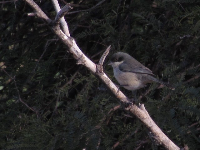 Black-capped Warbling Finch - ML619726468