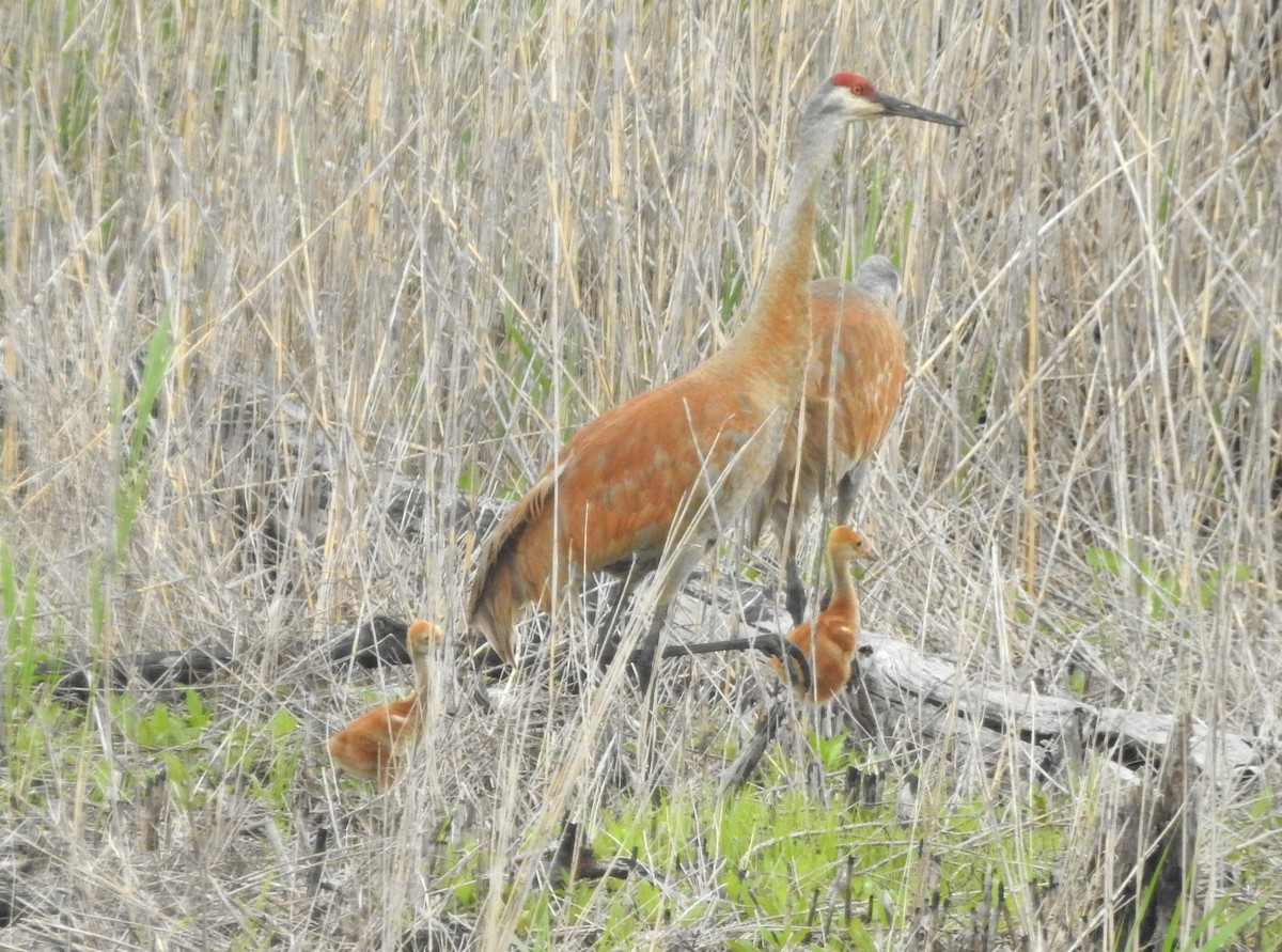 Sandhill Crane - ML619726479