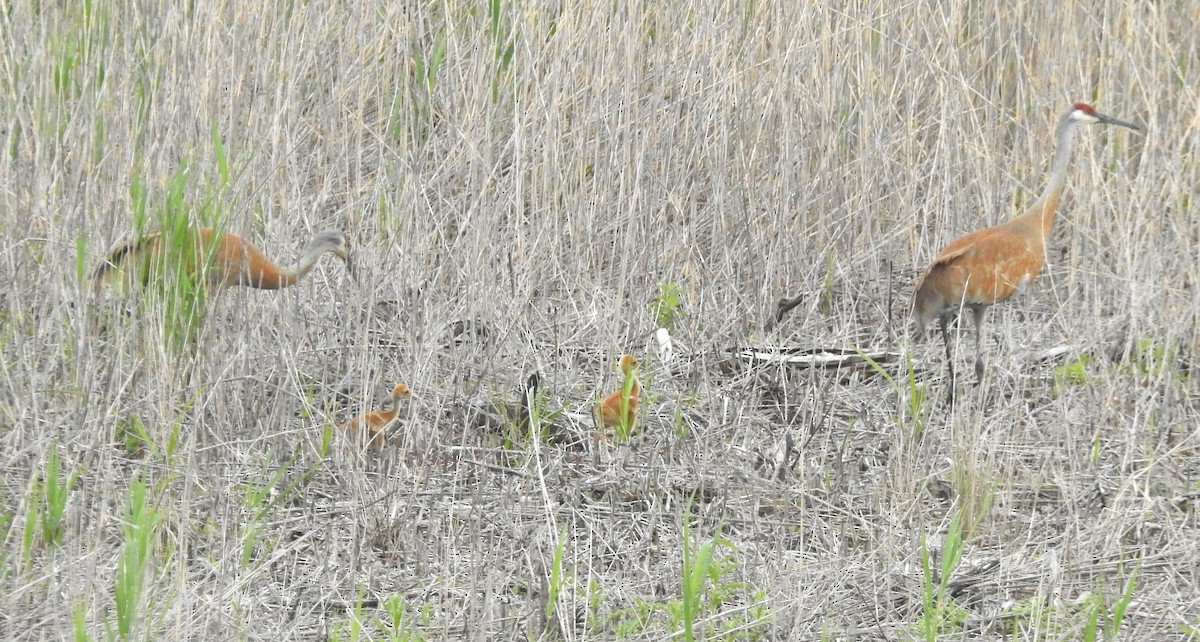 Sandhill Crane - ML619726480