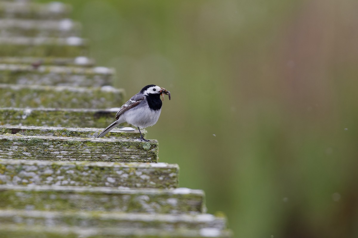 White Wagtail - Jeffrey Leguit