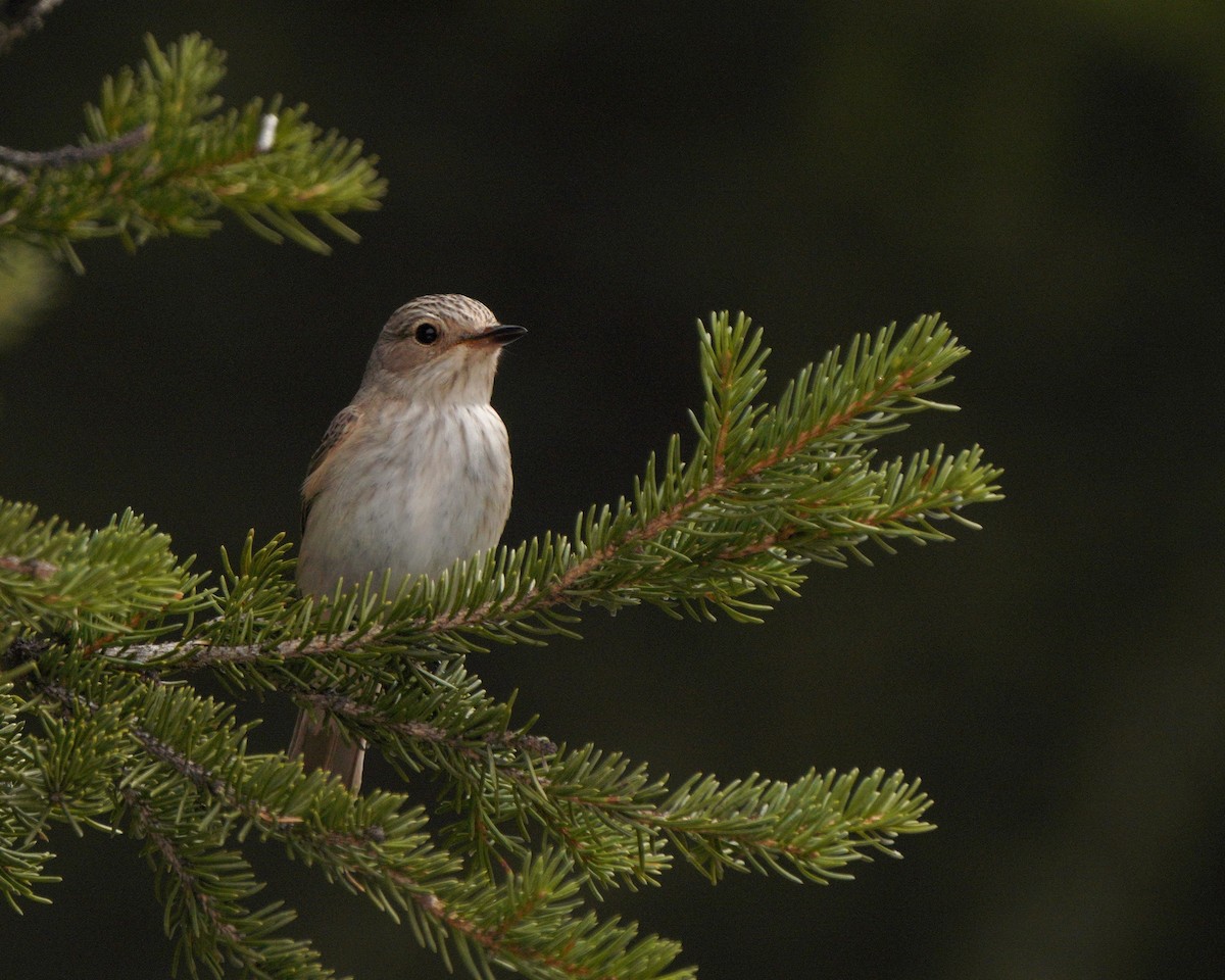 Spotted Flycatcher - ML619726533