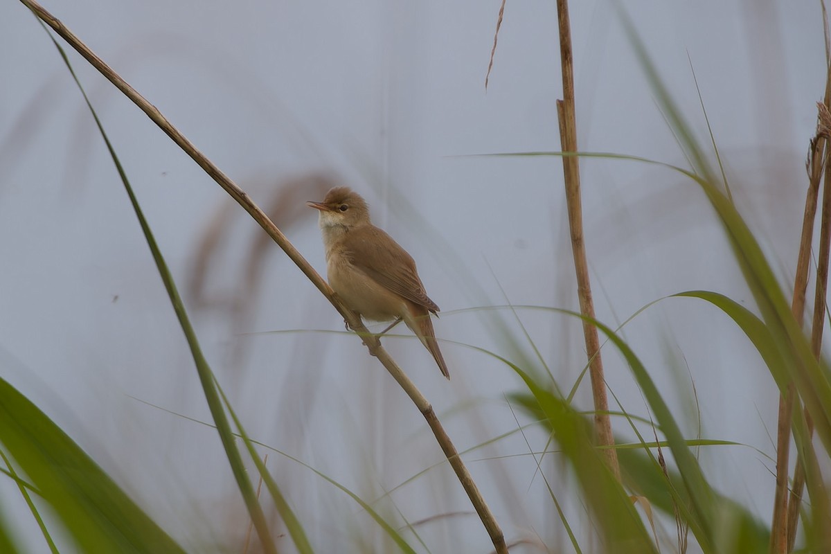 Common Reed Warbler - ML619726534