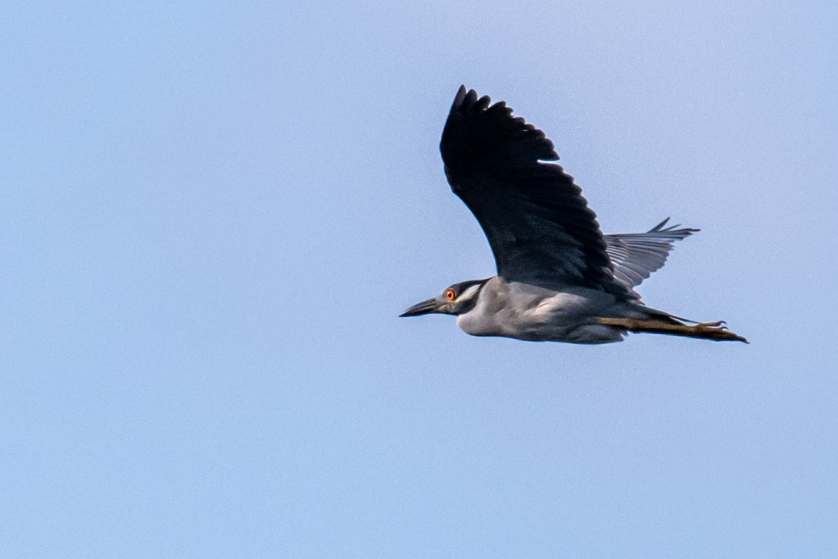 Yellow-crowned Night Heron - ML619726544