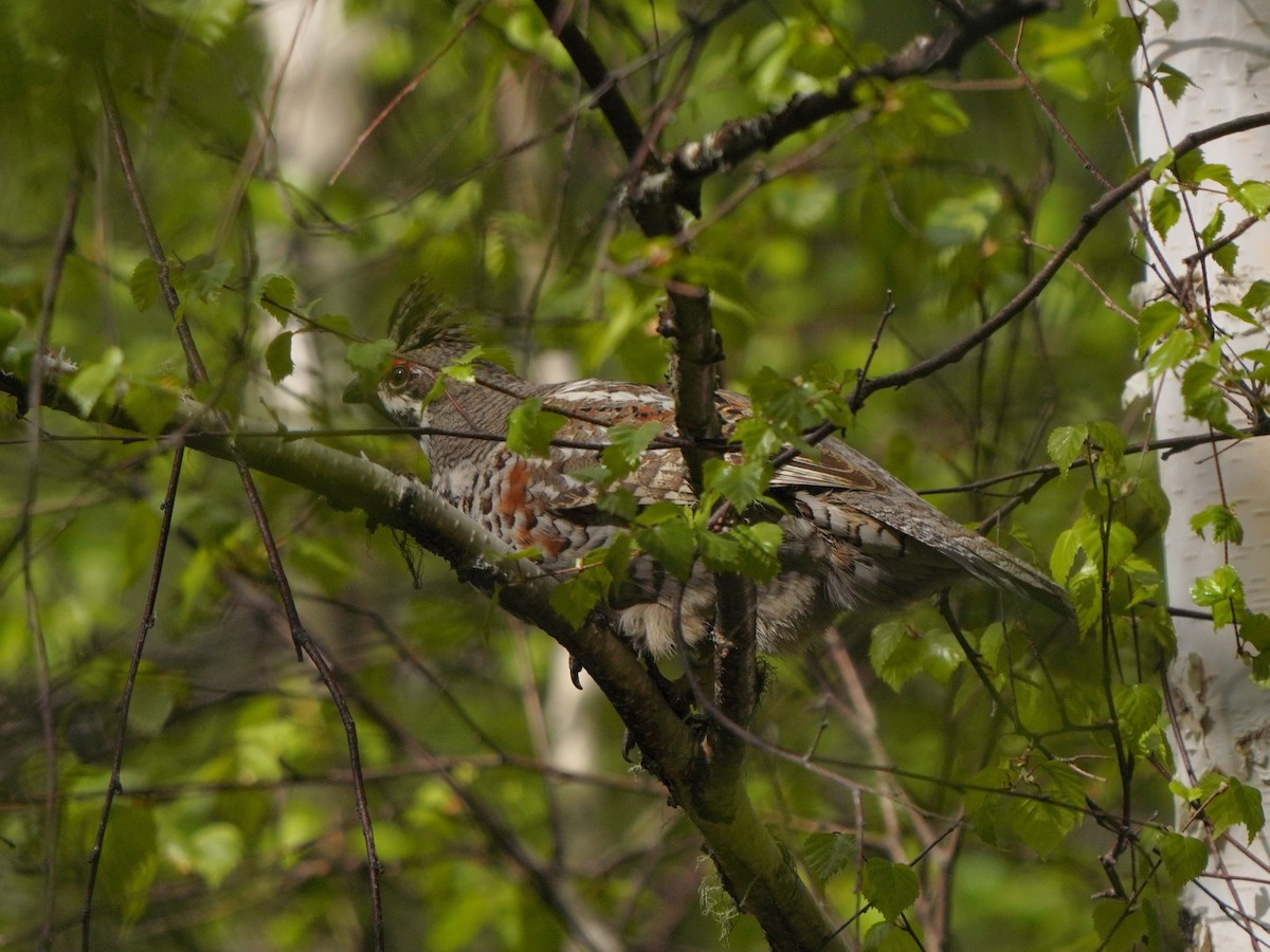 Hazel Grouse - ML619726550