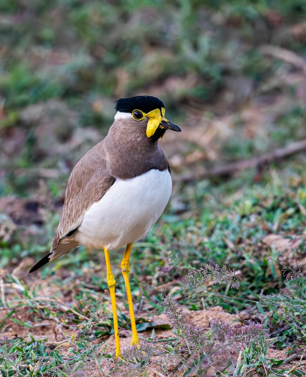 Yellow-wattled Lapwing - ML619726563