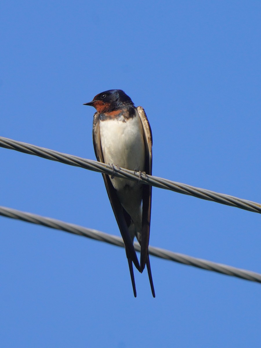 Barn Swallow - ML619726578