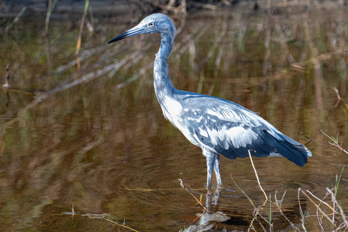 Little Blue Heron - ML619726579