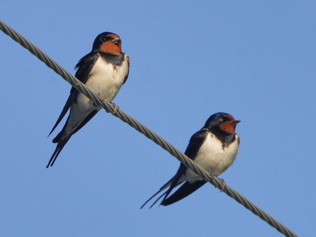 Barn Swallow - ML619726580