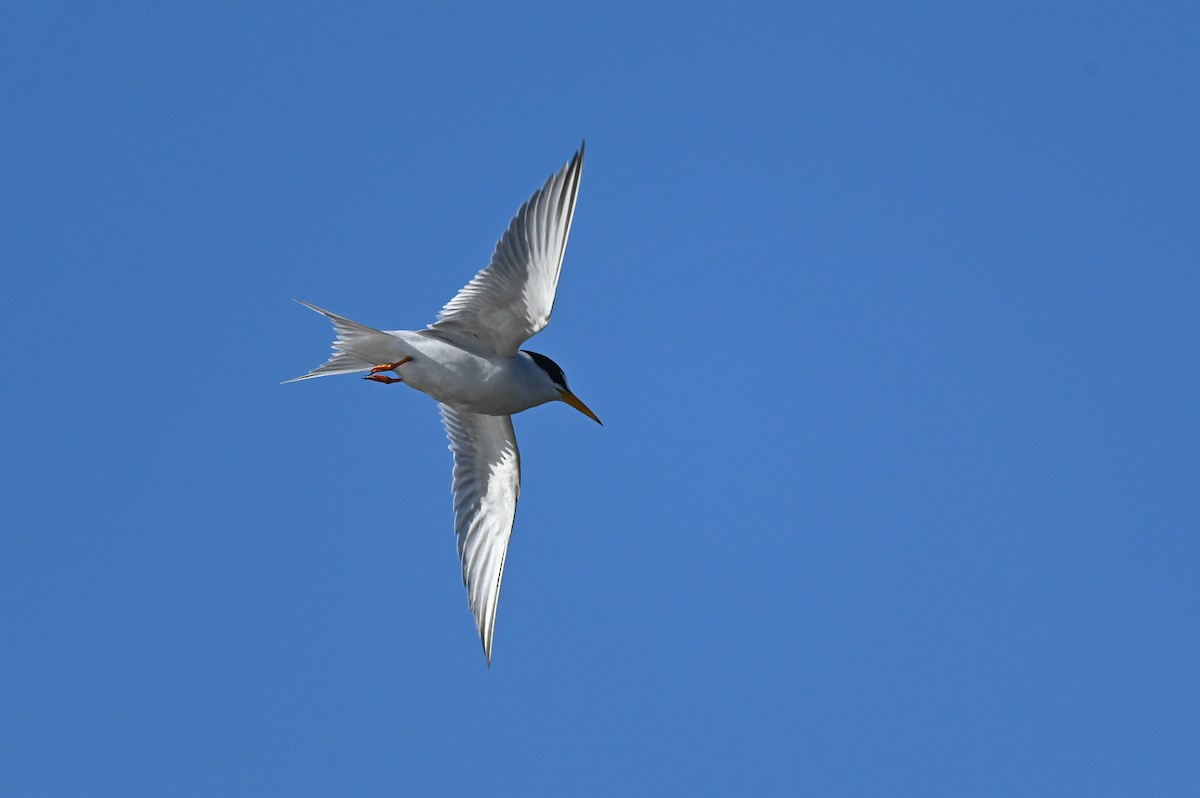 Least Tern - ML619726583