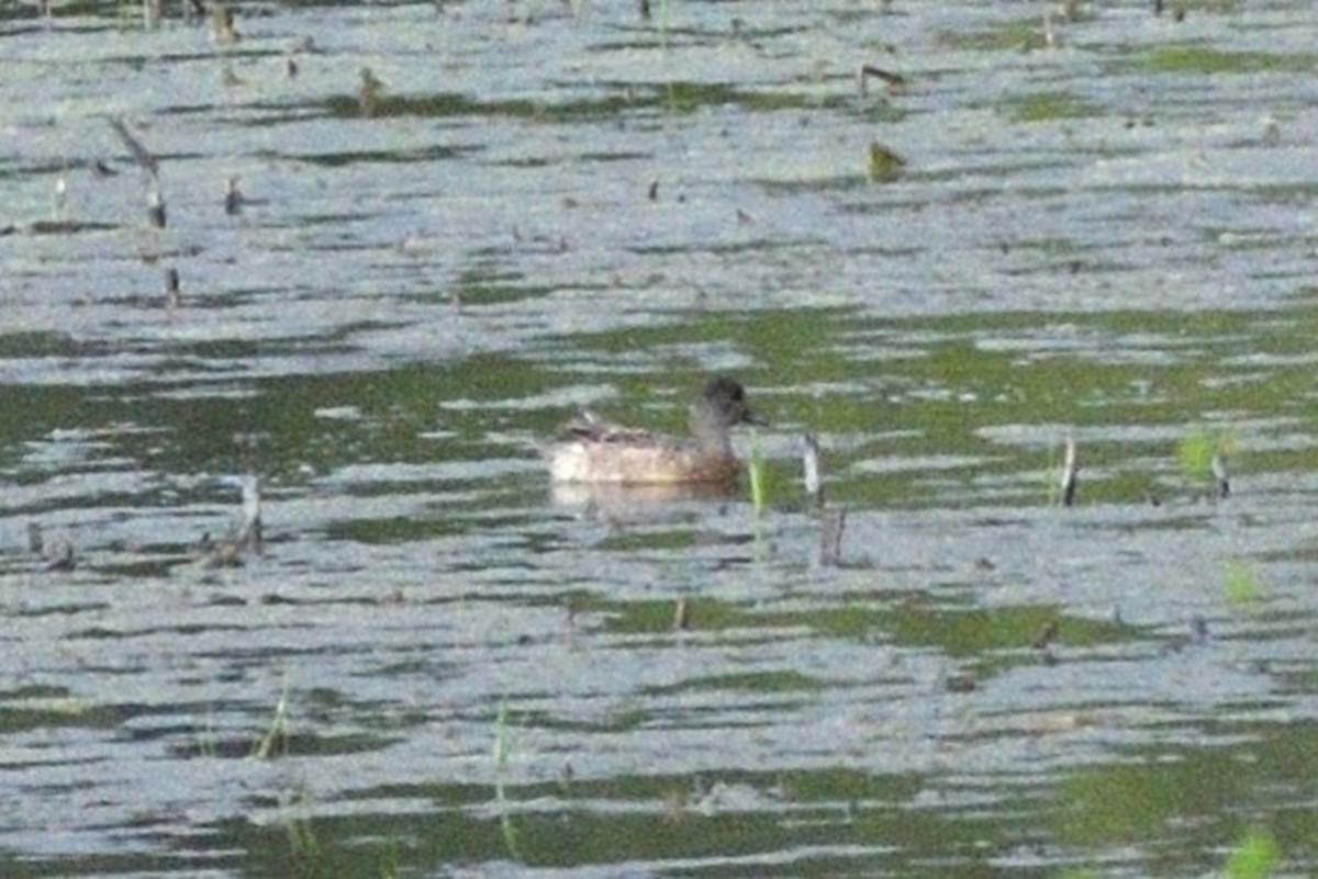 American Wigeon - ML619726616