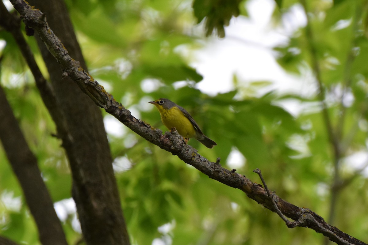 Canada Warbler - ML619726718