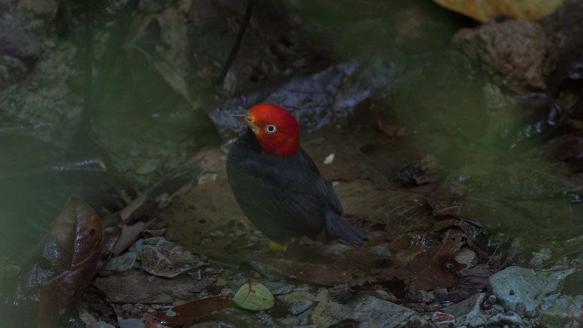 Red-capped Manakin - ML619726744