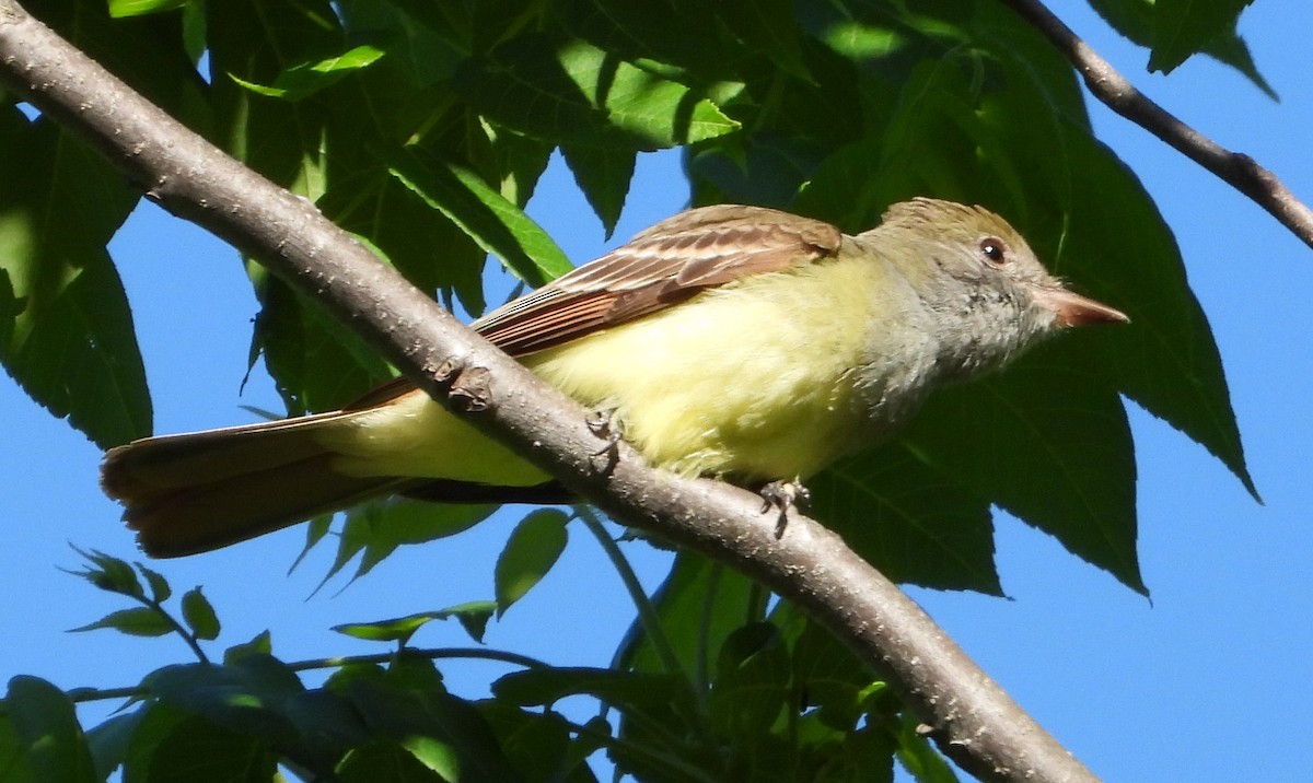 Great Crested Flycatcher - ML619726758